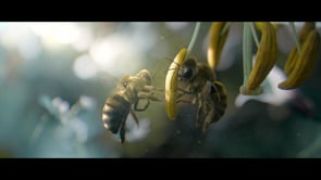 Vittel Biodiversité - Bee